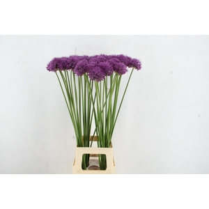 ALLIUM STATOS 090CM