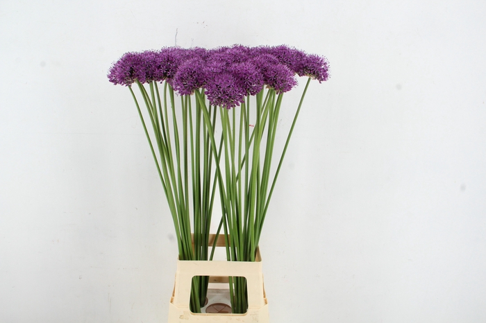 <h4>ALLIUM STATOS 090CM</h4>