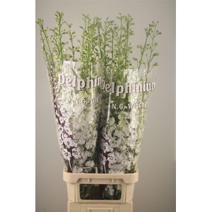 Delph El Dewi Impressive White