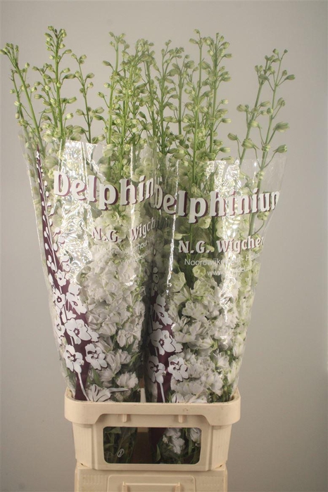 <h4>Delph El Dewi Impressive White</h4>
