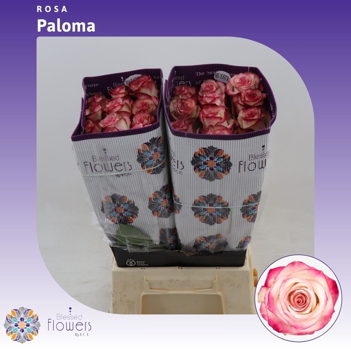 <h4>Rosa gr Paloma</h4>