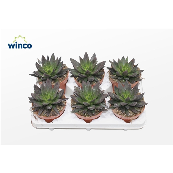 <h4>Echeveria Black Point</h4>