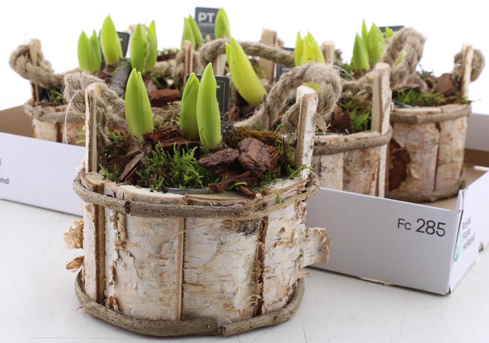 <h4>ARR HYACINTH</h4>