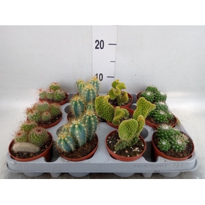 Cactus   ...mix