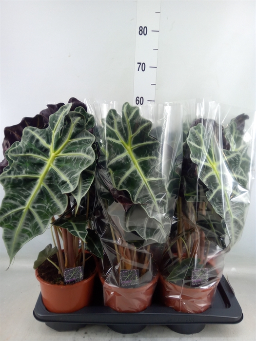 <h4>Alocasia amazonica 'Polly'</h4>