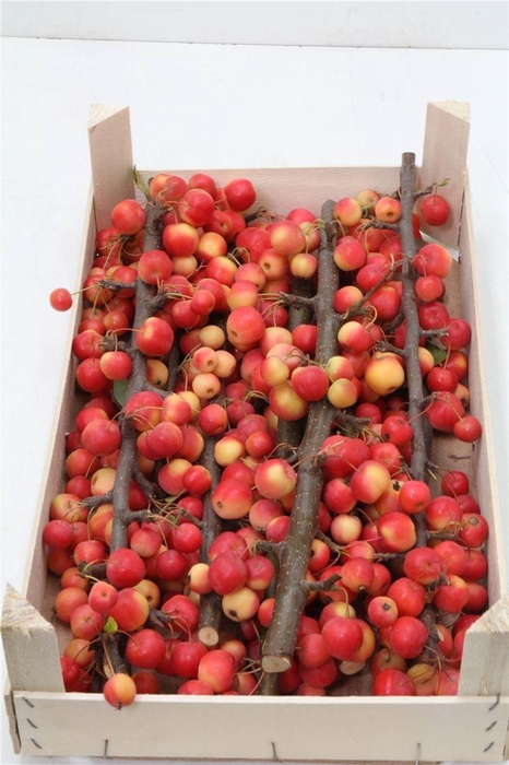 <h4>Appel Malustak Red</h4>