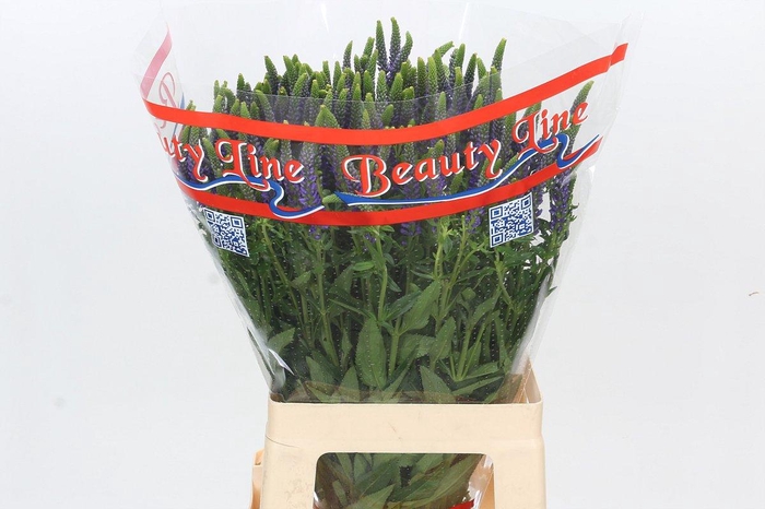 <h4>Veronica Skyler Blue</h4>