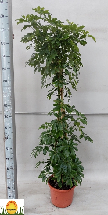 <h4>SCHEF AR COMPACTA</h4>