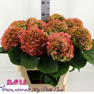 Hydrangea My Beautiful Vienna CL