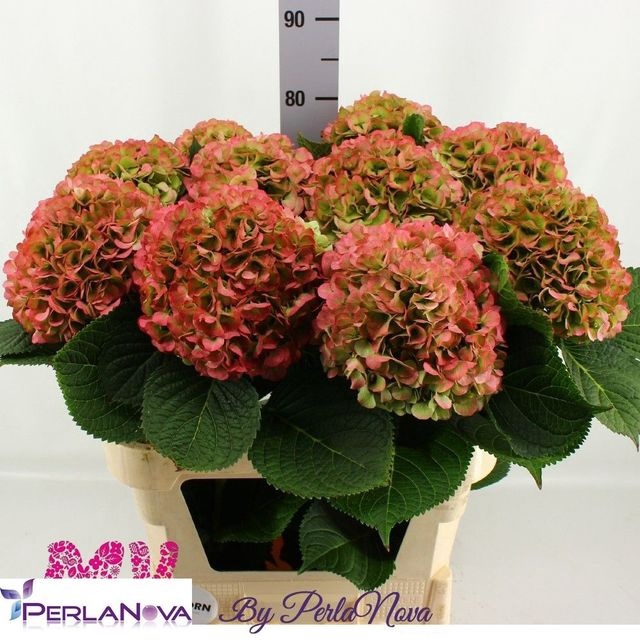 <h4>Hydrangea My Beautiful Vienna CL</h4>