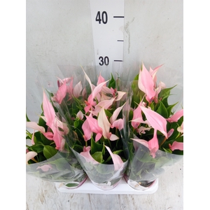 Anthurium andr. 'Lilli'