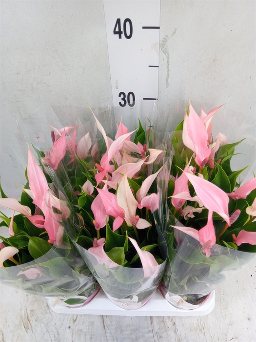 <h4>Anthurium andr. 'Lilli'</h4>