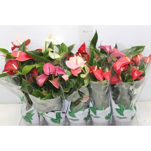 ANTHURIUM VARIADO P12