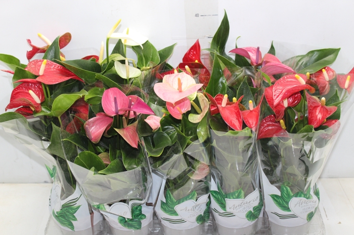 <h4>ANTHURIUM VARIADO P12</h4>