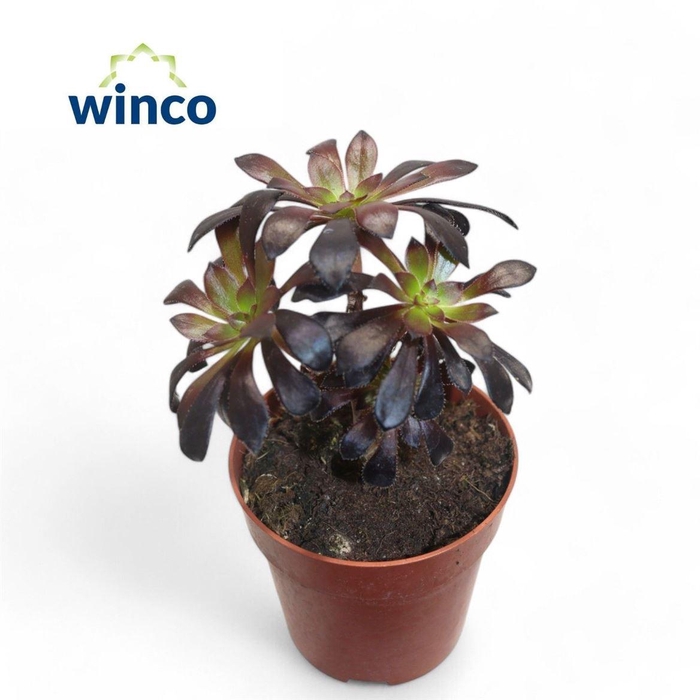 <h4>Aeonium overig</h4>