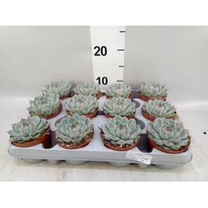 Echeveria   ...