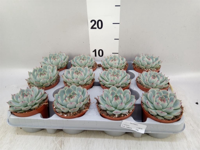 <h4>Echeveria ...</h4>