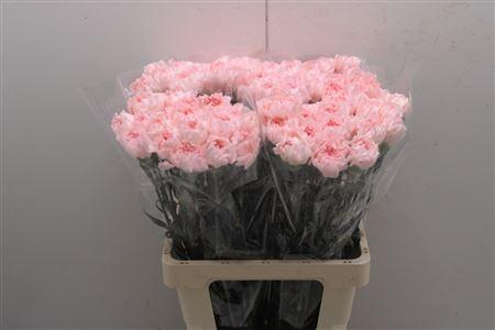 <h4>Di St Maruchi</h4>