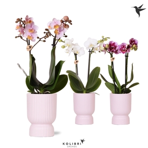 Kolibri Orchids Phalaenopsis mix 2 spike in Diabolo pot pink