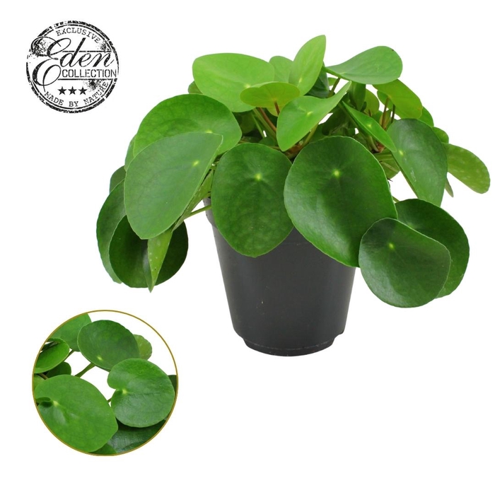 <h4>Pilea Peperomioides 15cm</h4>