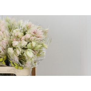 Blushing Bride 4/6 Flowers