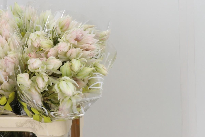 <h4>Blushing Bride 4/6 Flowers</h4>