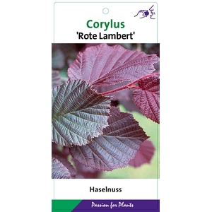 Corylus