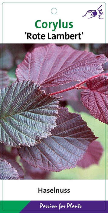 <h4>Corylus</h4>