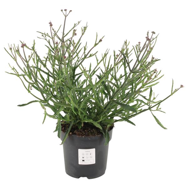<h4>Verbena bonariensis 'Lollipop' p17 (PT)</h4>