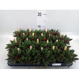 Peperomia caperata 'Rosso'