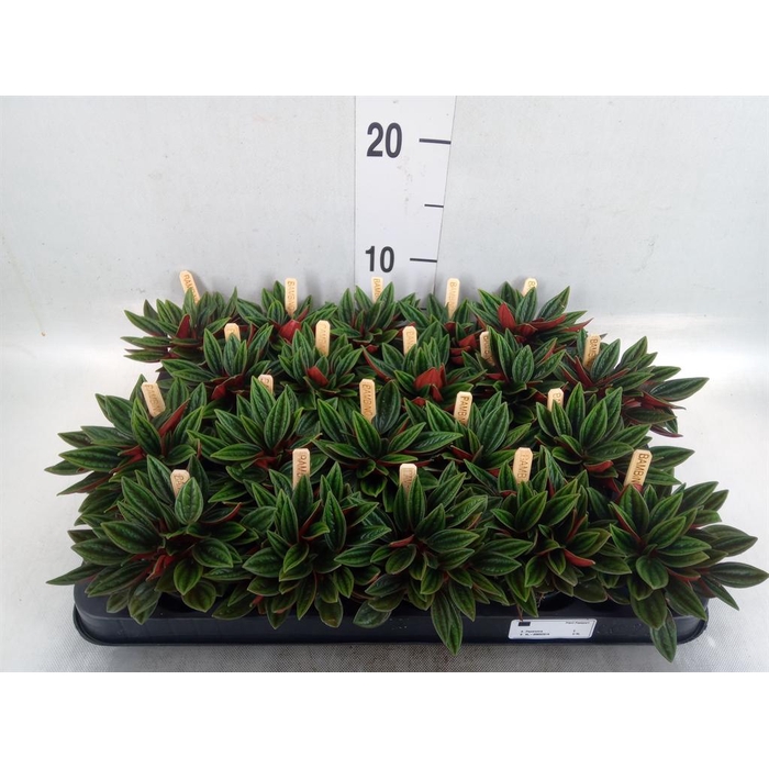 <h4>Peperomia caperata 'Rosso'</h4>