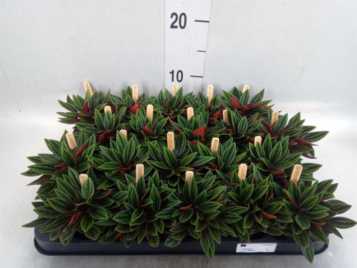 <h4>Peperomia caperata 'Rosso'</h4>