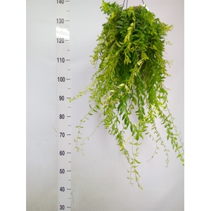 Aeschynanthus  'Japhrolepis'
