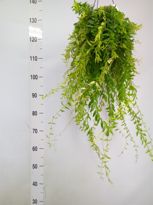 <h4>Aeschynanthus  'Japhrolepis'</h4>