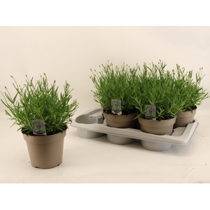 LAVAN AN ESSENCE PUR