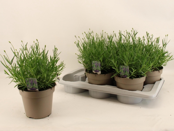 <h4>LAVAN AN ESSENCE PUR</h4>