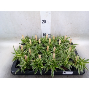 Chlorophytum com. 'Ocean'