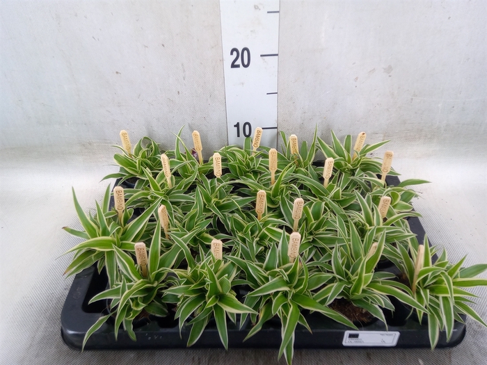 <h4>Chlorophytum com. 'Ocean'</h4>