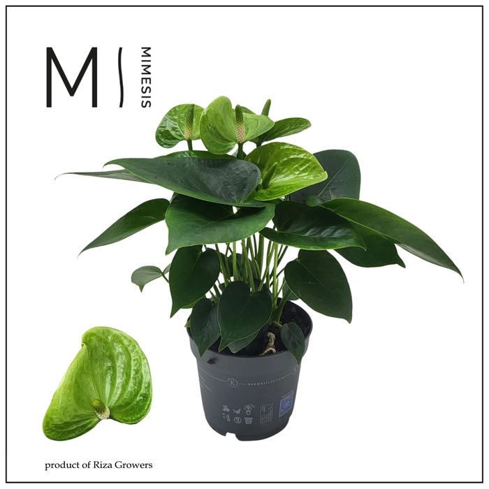 <h4>Mimesis Anthurium - KARMA Smaragd | 12cm | SELECTIONS</h4>