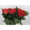 Dahlia Orange Fox