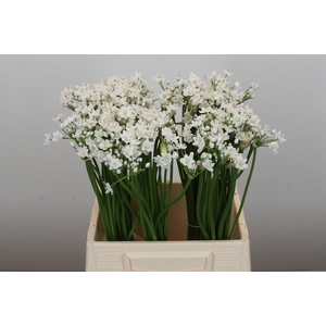Allium Flocon