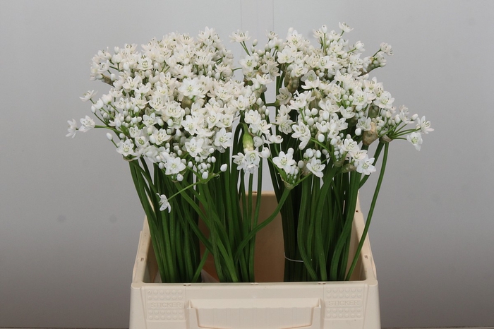 <h4>Allium Flocon</h4>