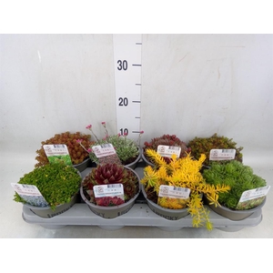 Rotsplanten   ...mix   [Rock plant]