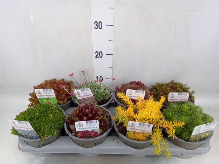 <h4>Rotsplanten   ...mix   [Rock plant]</h4>