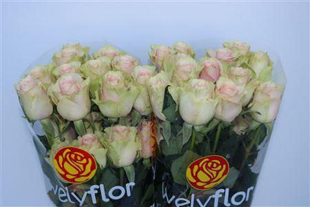 <h4>R GR FRUTETTO</h4>