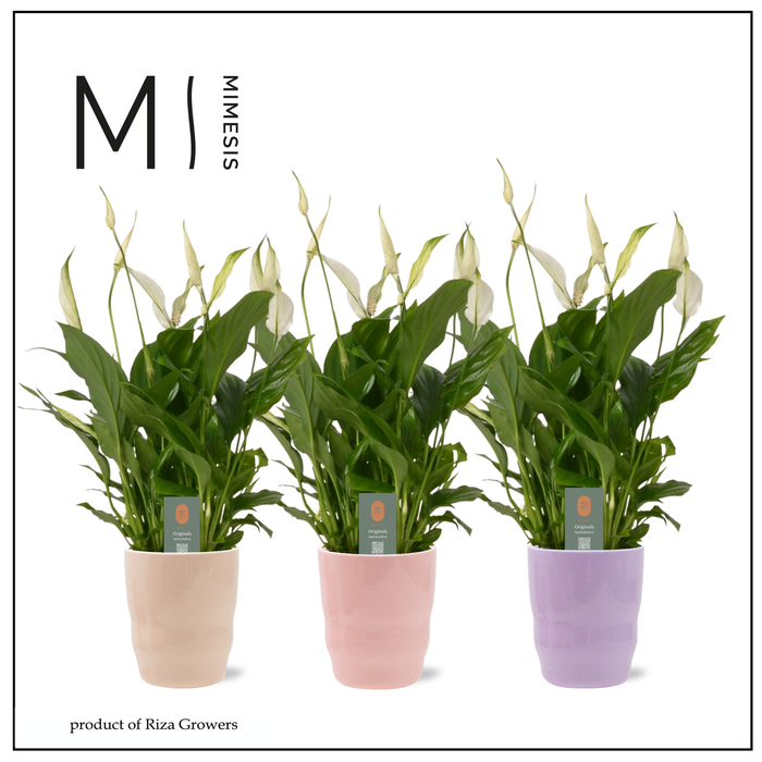 <h4>Spathiphyllum Bellini Charming - 13cm in Athena | Mimesis</h4>