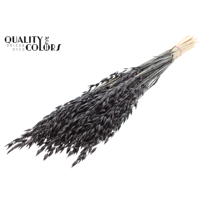 <h4>Avena Premium per bunch Black</h4>