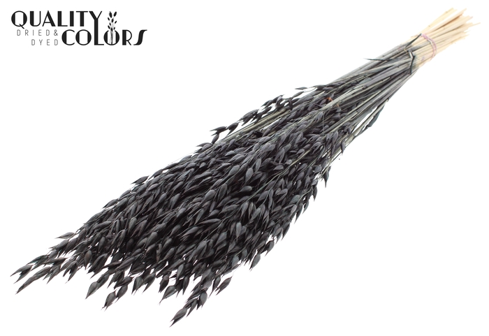 Avena Premium per bunch Black