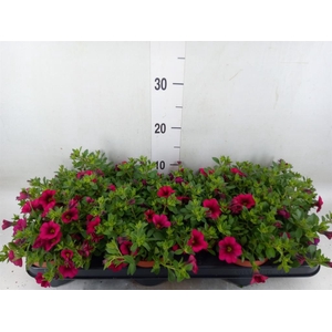 Calibrachoa  'Minifam Purple'