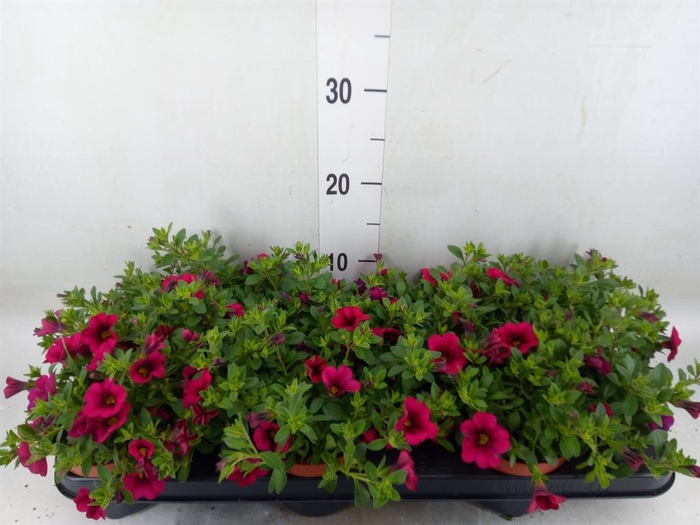 <h4>Calibrachoa  'Minifam Purple'</h4>